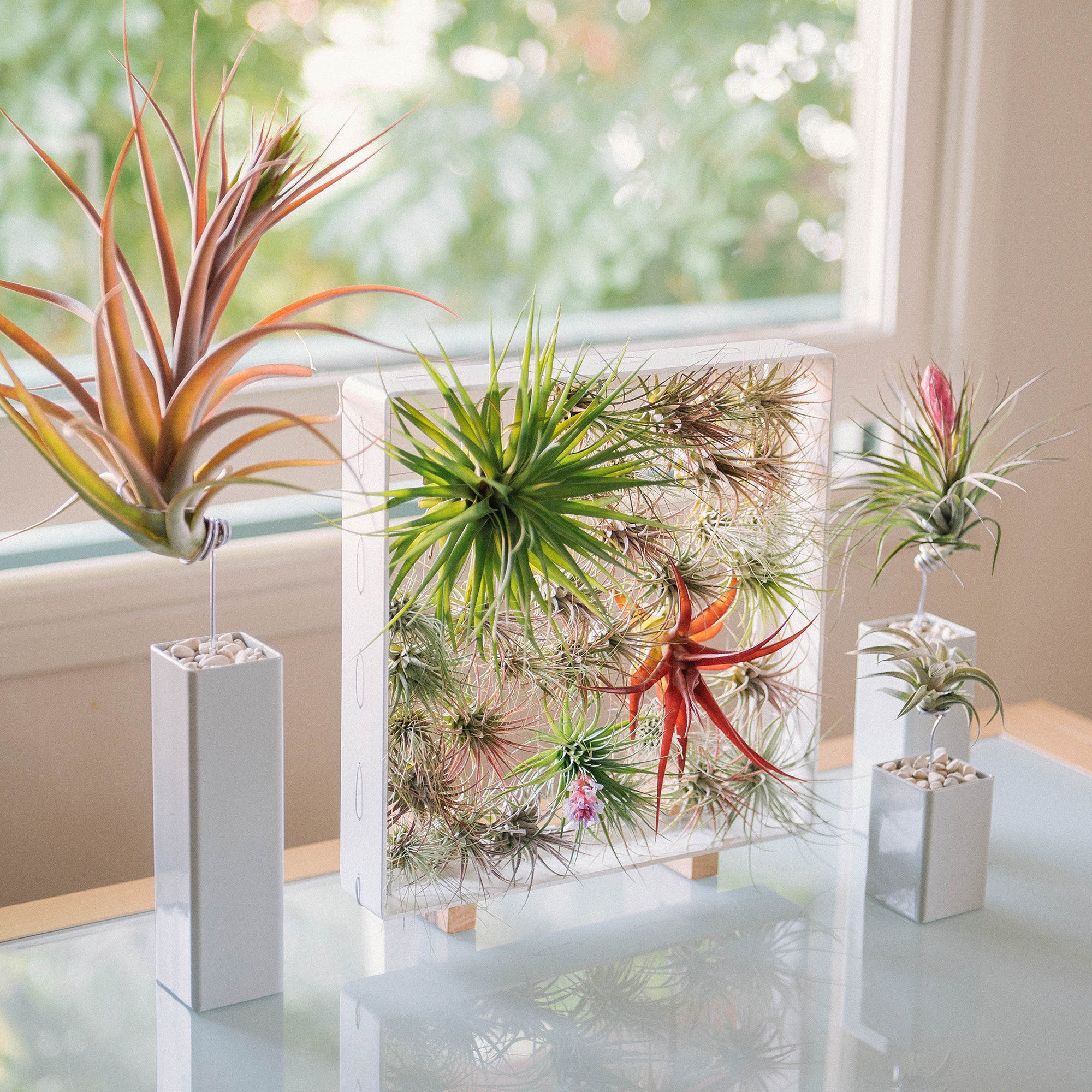 mkono air plant frame Air Plant Frame | Square | Black, White, Aqua, Orange