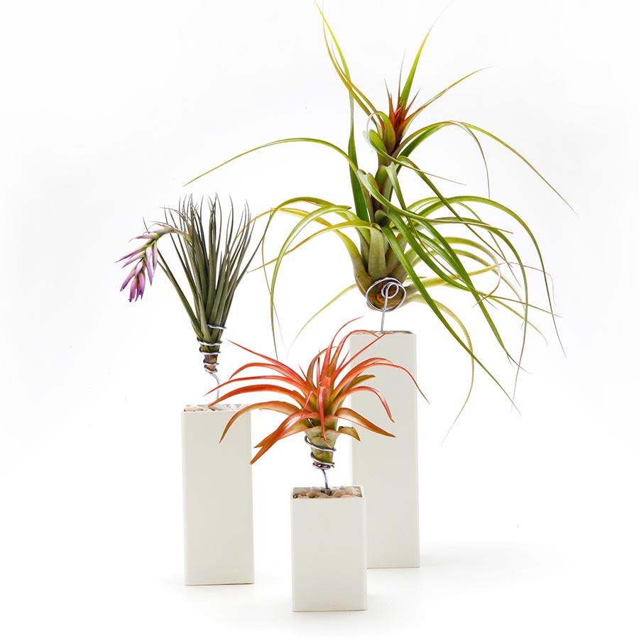 shop air plants Air Plant Holder | Steel | Red, Black, White, Gray
