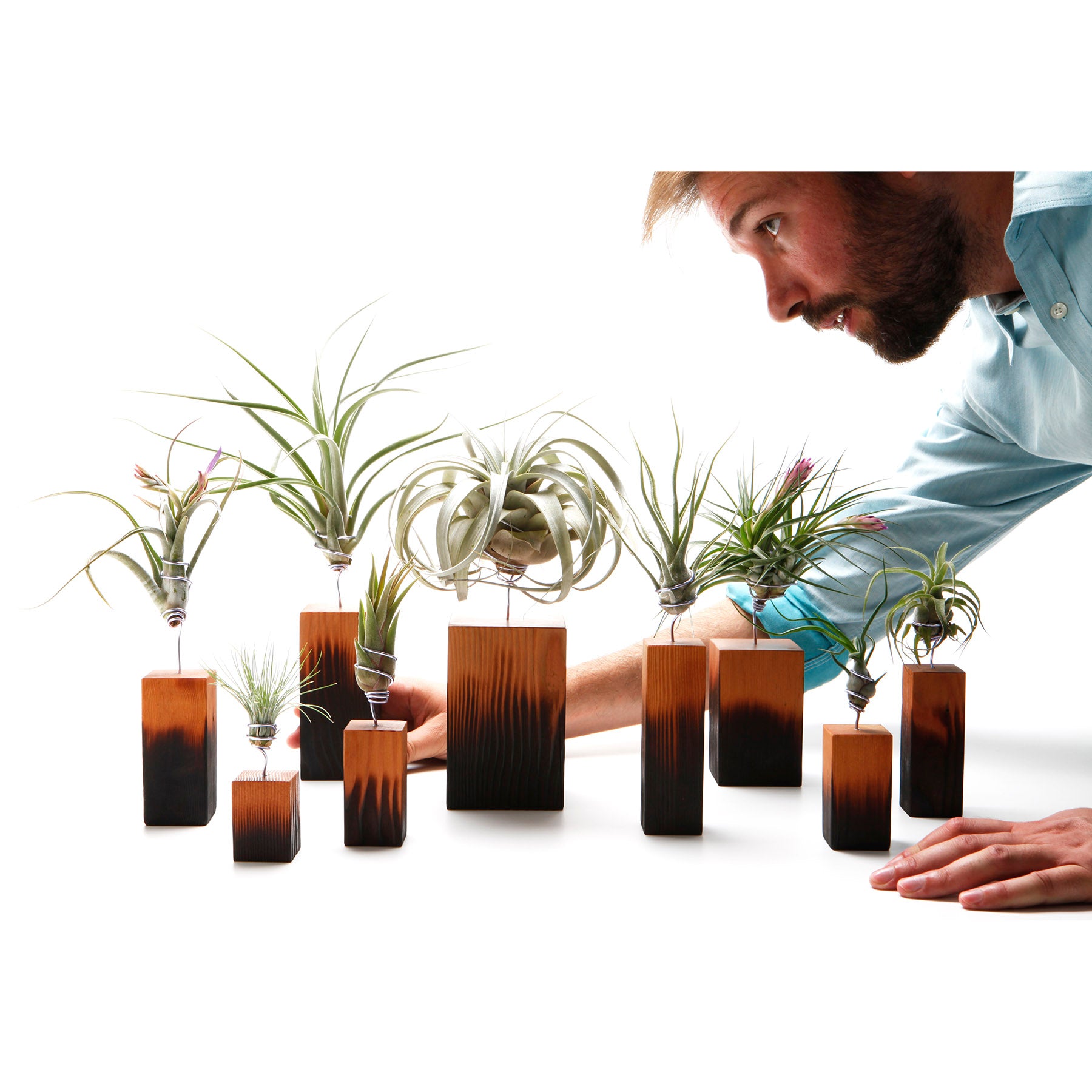 air plant wood display Air Plant Holder | Wood with Burnt Fade