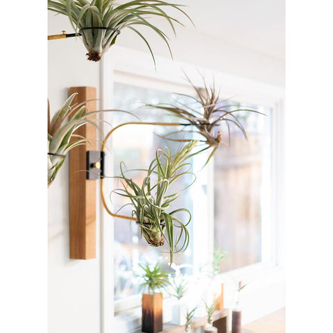 airplant air plant display holder swing arm clamp interior design plant brass and black steel wood