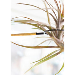 airplant display holder swing arm clamp interior design plant brass and black steel wood