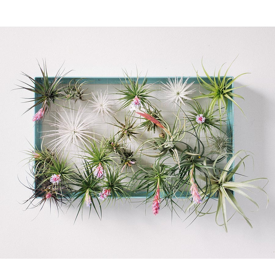 Air Plant Frame - Rectangle