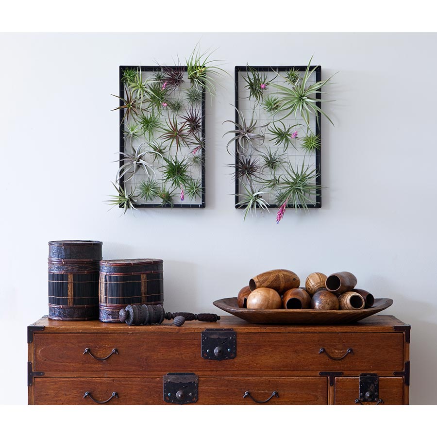 air plant wire frame Air Plant Frame | Rectangle | White, Black, Aqua, Orange