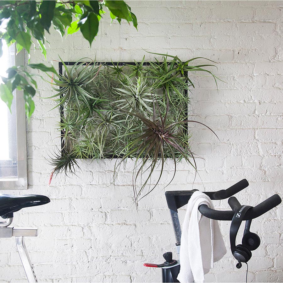 air plants wall garden Air Plant Frame | Large