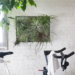 Airplantman Air Plant Frame