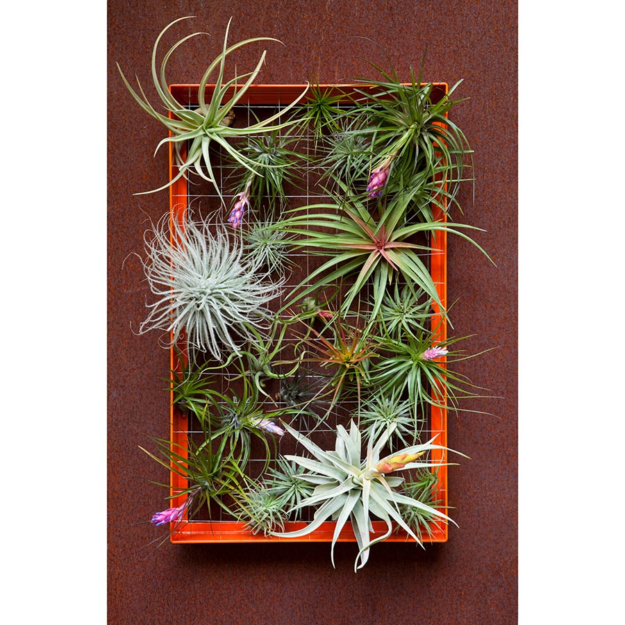 Air Plant Frame | Rectangle | White, Black, Aqua, Orange