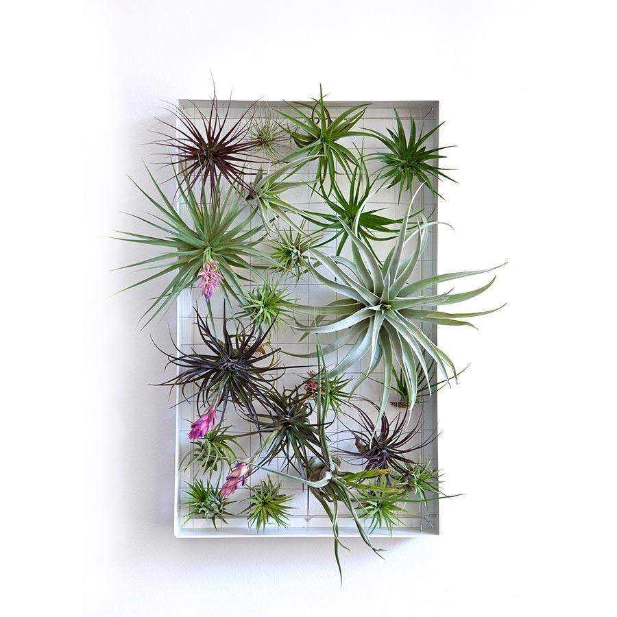 air plant frames Air Plant Frame | Rectangle | White, Black, Aqua, Orange