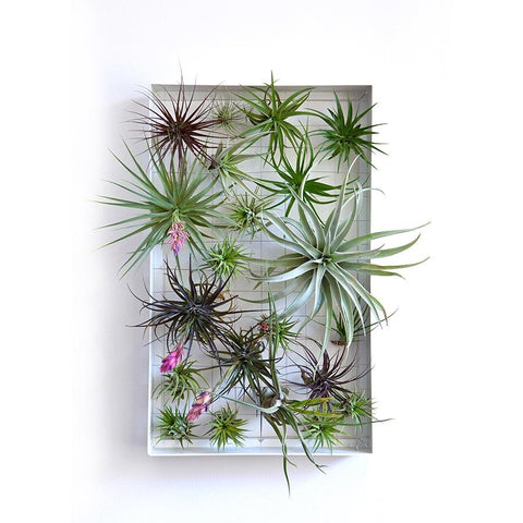 Air Plant Frame Rectangle by Airplantman