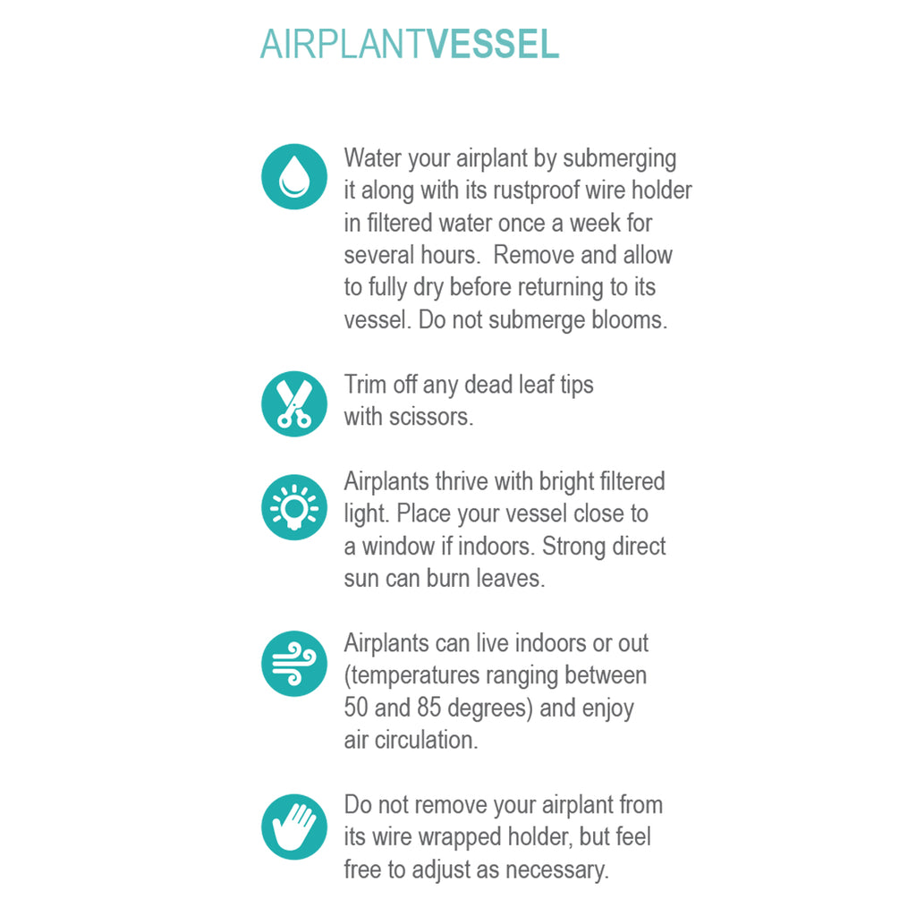 Air Plant Vessel - Steel