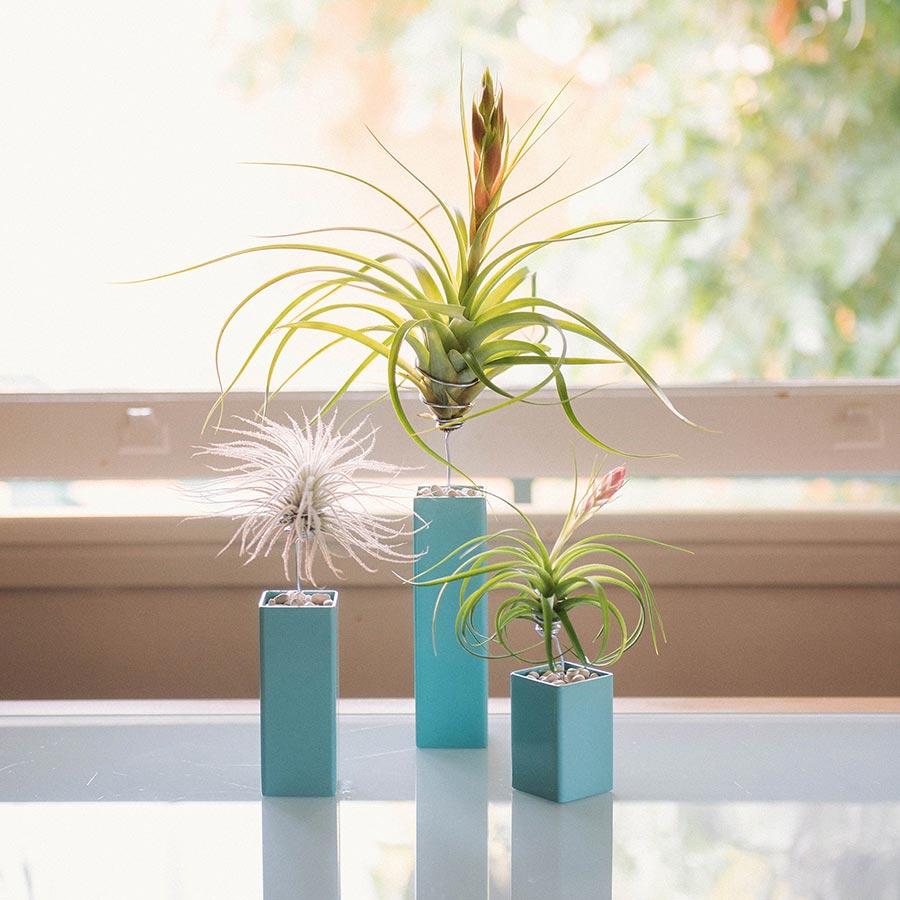 air plant holder amazon Air Plant Holder | Steel | Red, Black, White, Gray