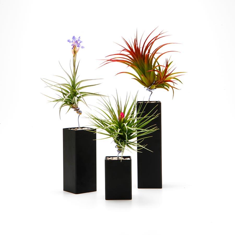 air plant planters Air Plant Holder | Steel | Red, Black, White, Gray