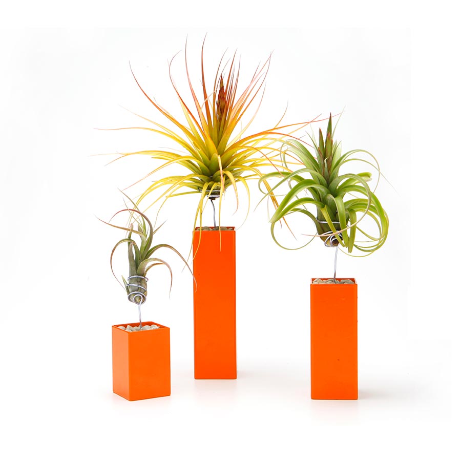 Air Plant Holder | Steel | Red, Black, White, Gray
