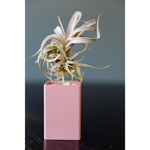 Air Plant Vessel Holder in Steel by Airplantman decor gift powder coat tillandsia