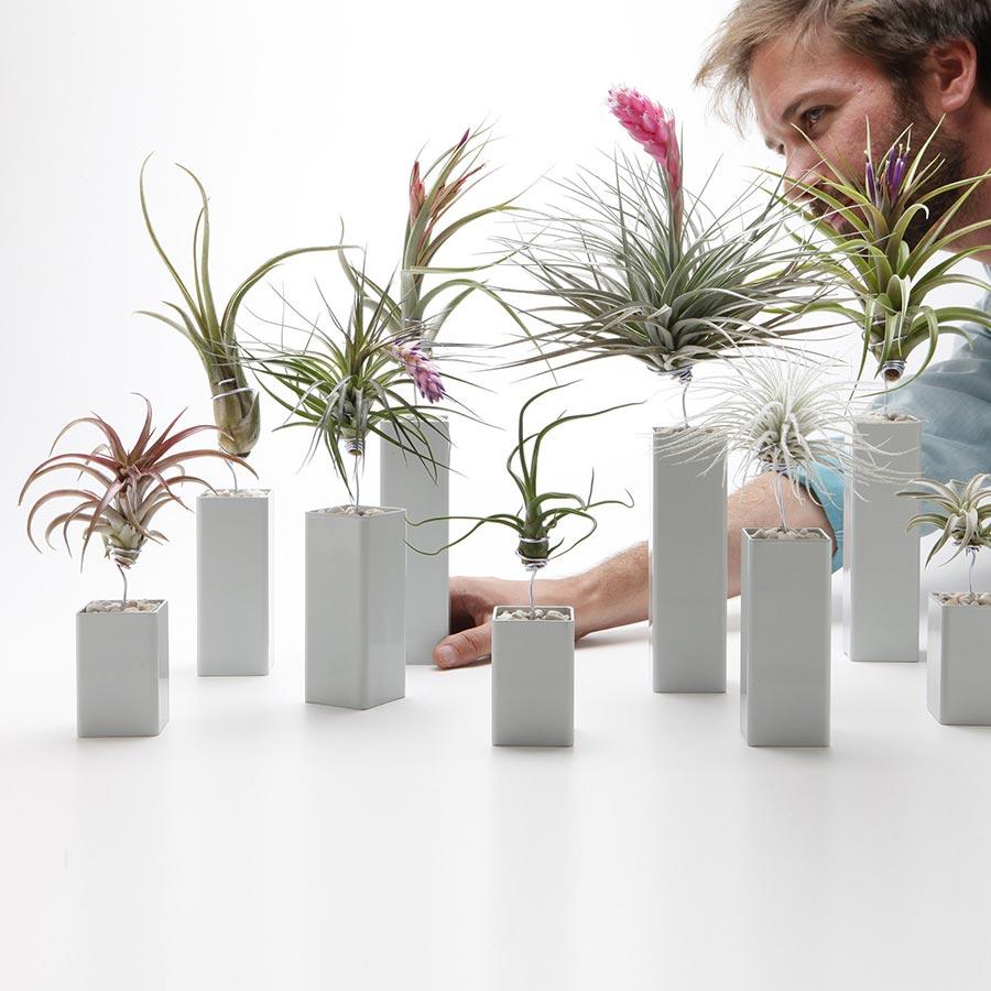 mini air plant holder Air Plant Holder | Steel | Red, Black, White, Gray