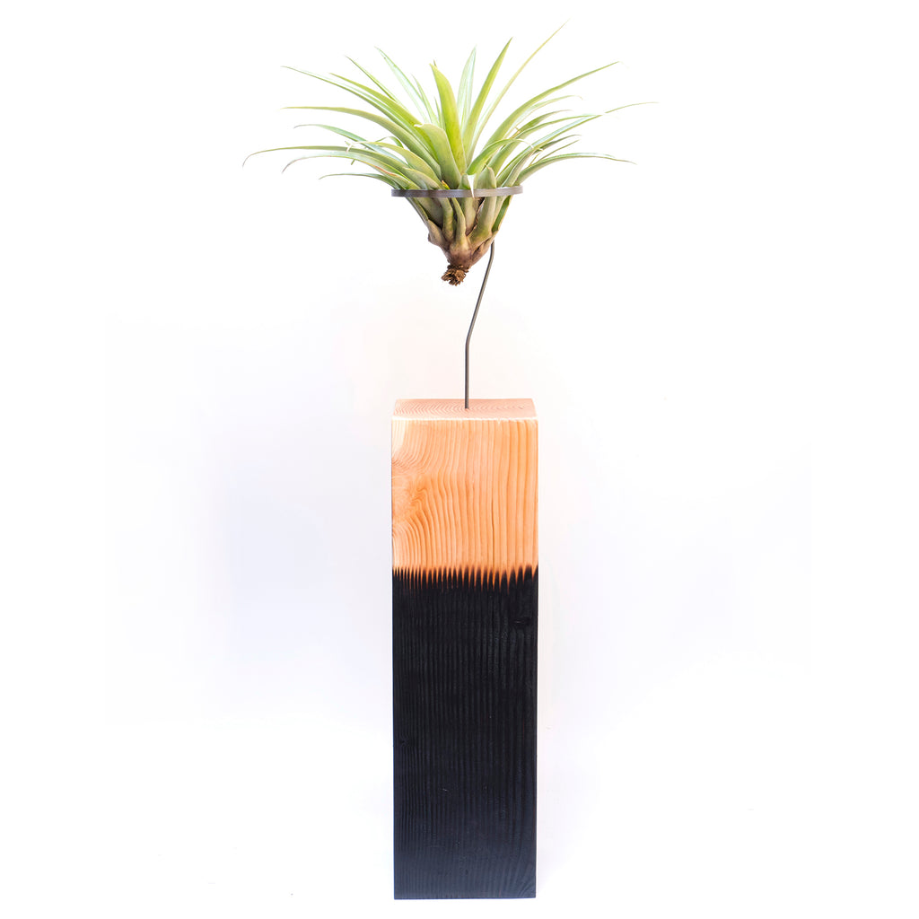 Air Plant Vessel Holder in Wood by Airplantman