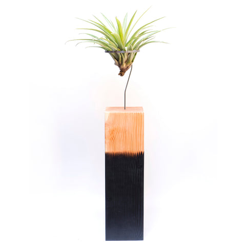 Air Plant Vessel Holder in Wood by Airplantman