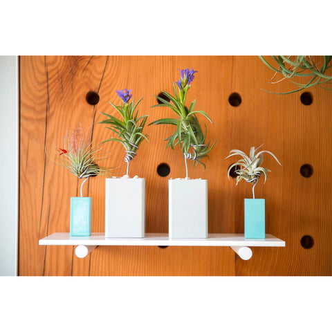 Air Plant Peg Board by Airplantman