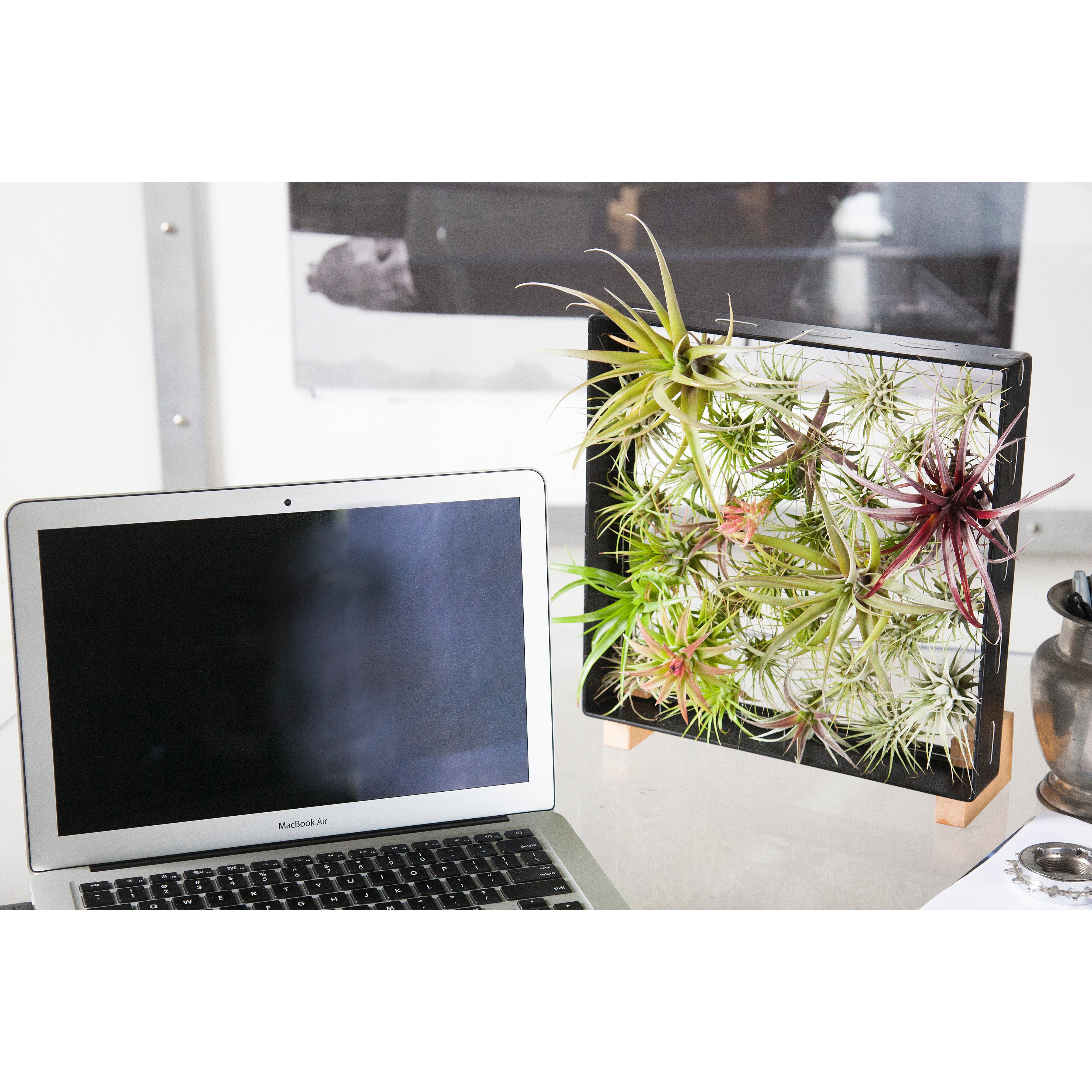 airplantman air plant frame Air Plant Frame | Stand Feet Curled Maple