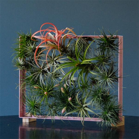 airplant air plant tillandsia frame vertical garden pink powder coated aluminum