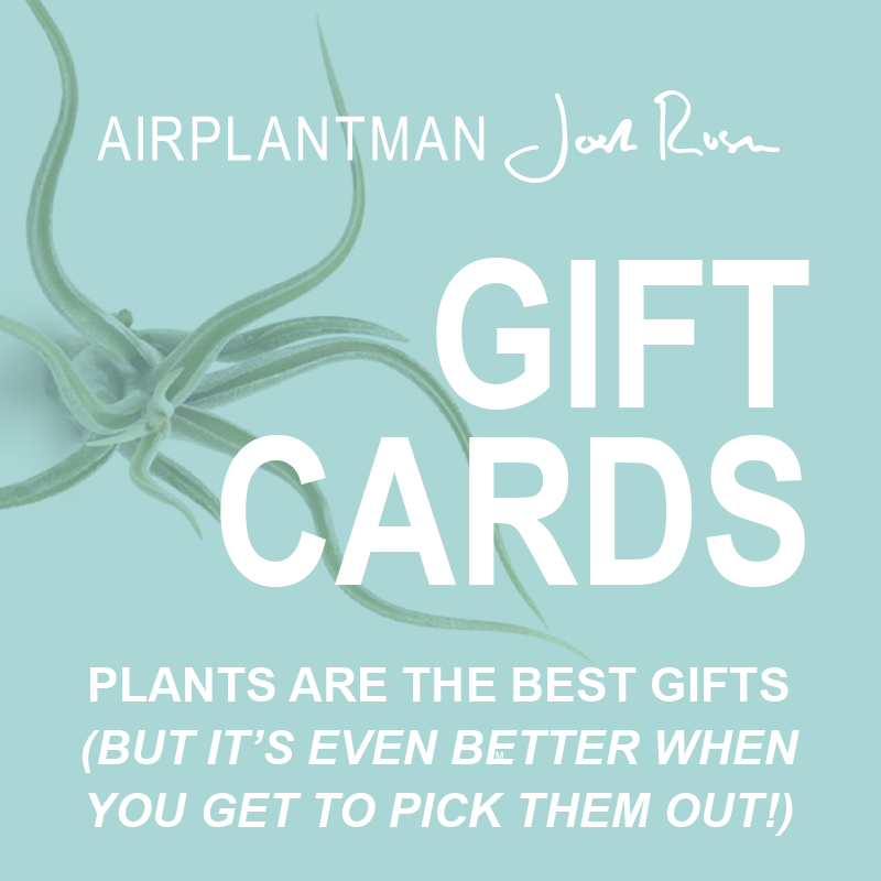 air plant gifts Air Plants | Gift Cards