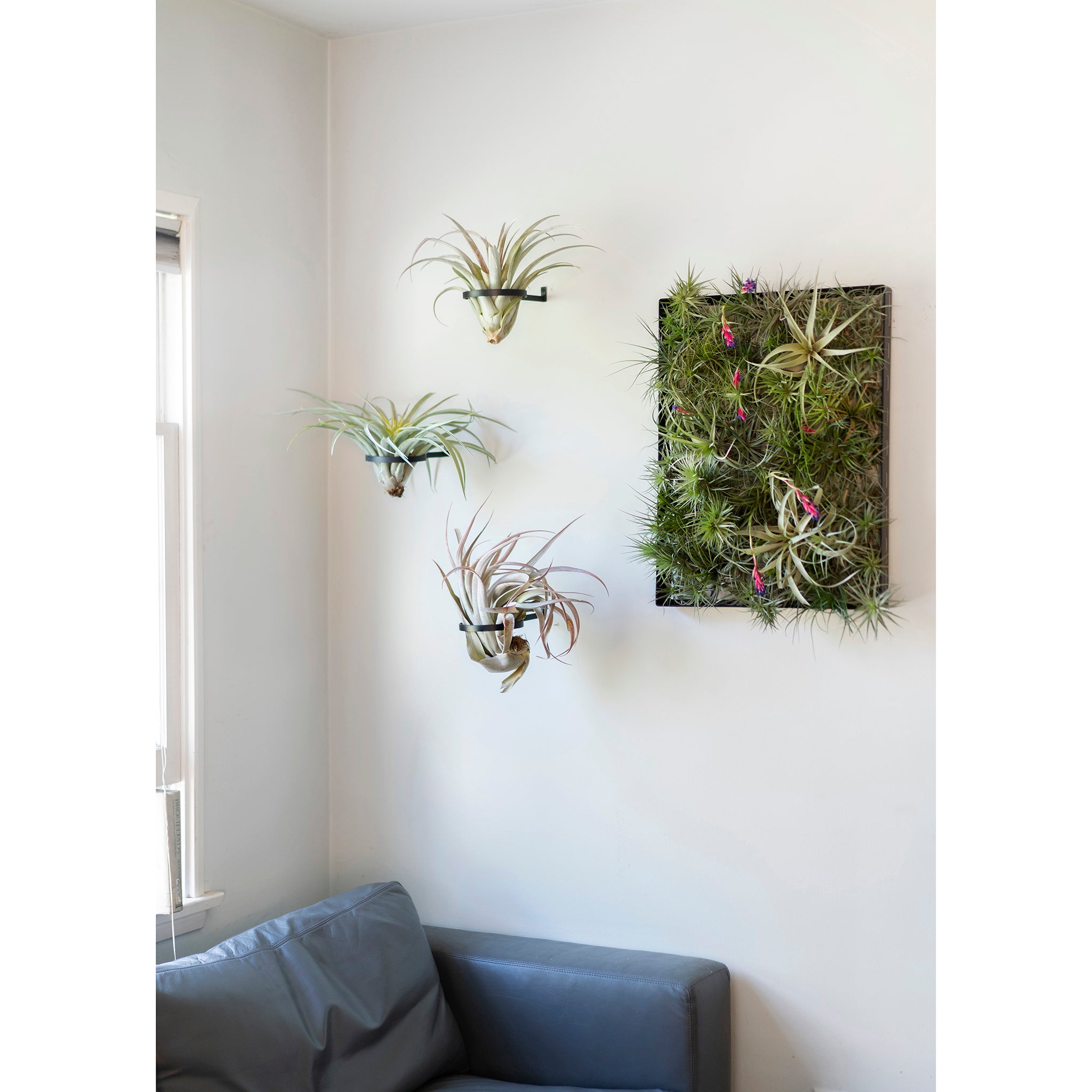 air plant wall sconce Air Plant Ring | Steel Display
