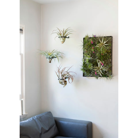 Air Plant Sconce