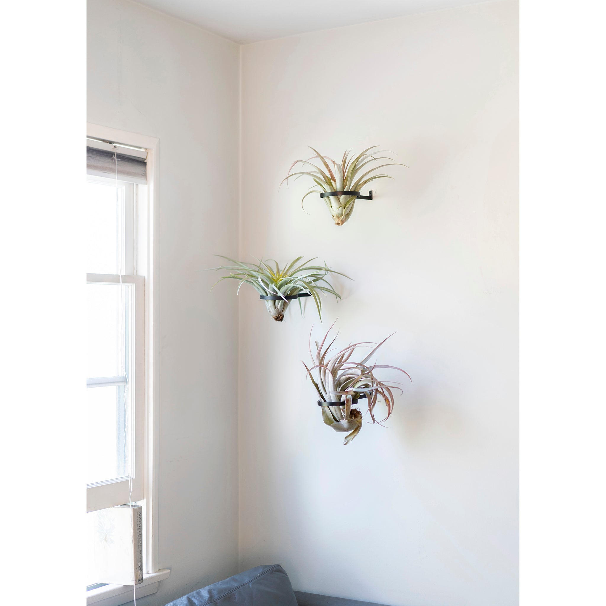 air plant wall sconce Air Plant Ring | Steel Display