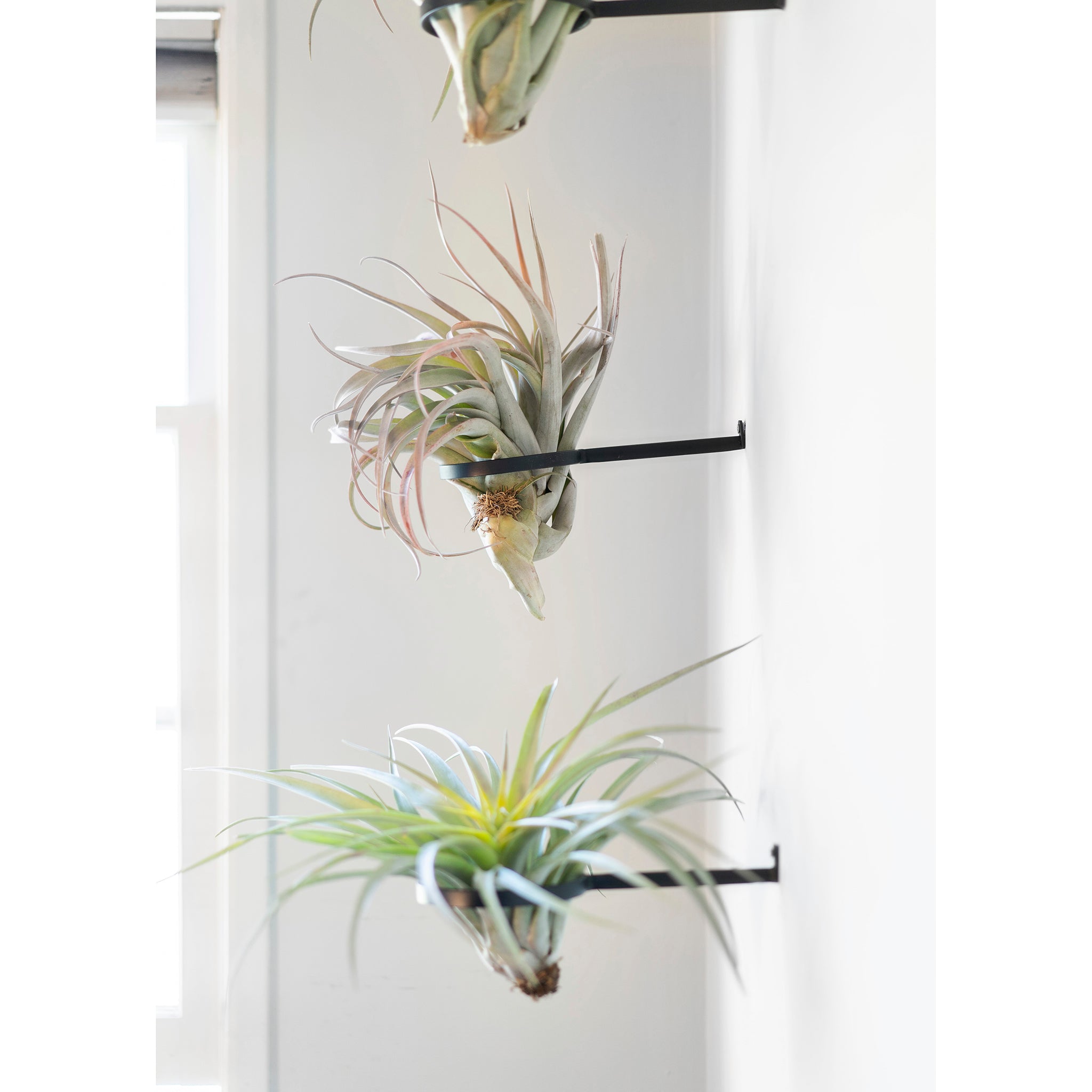 air plant hoop Air Plant Ring | Steel Display