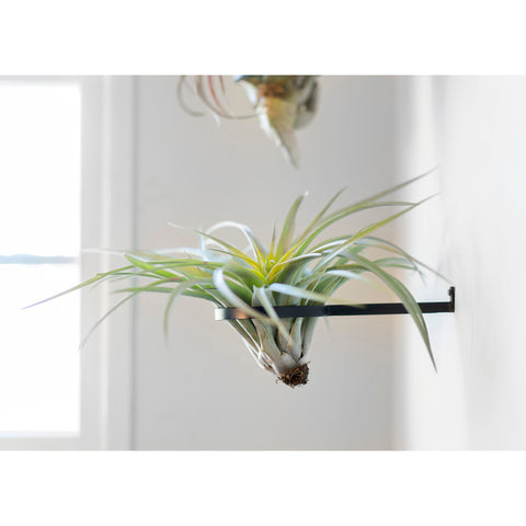 Air Plant Sconce