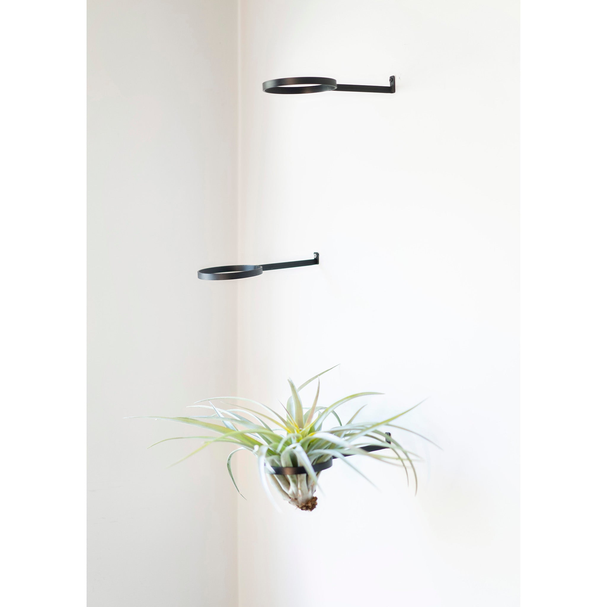 air plant sconce Air Plant Ring | Steel Display