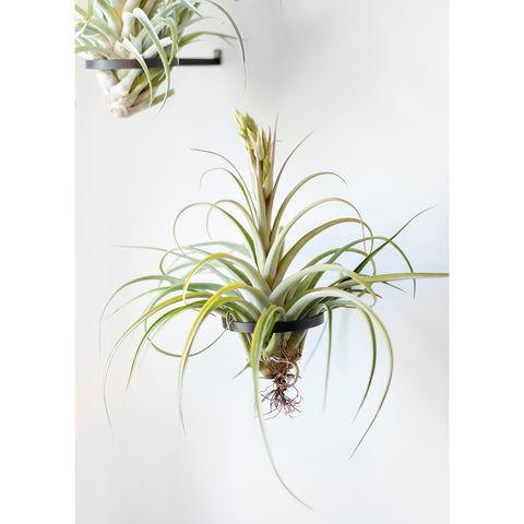 Air Plant Sconce