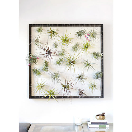 mounted air plants Air Plant Frame