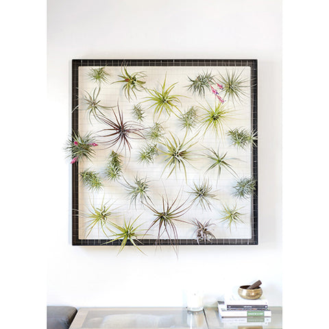 Air Plant Frame - Giant