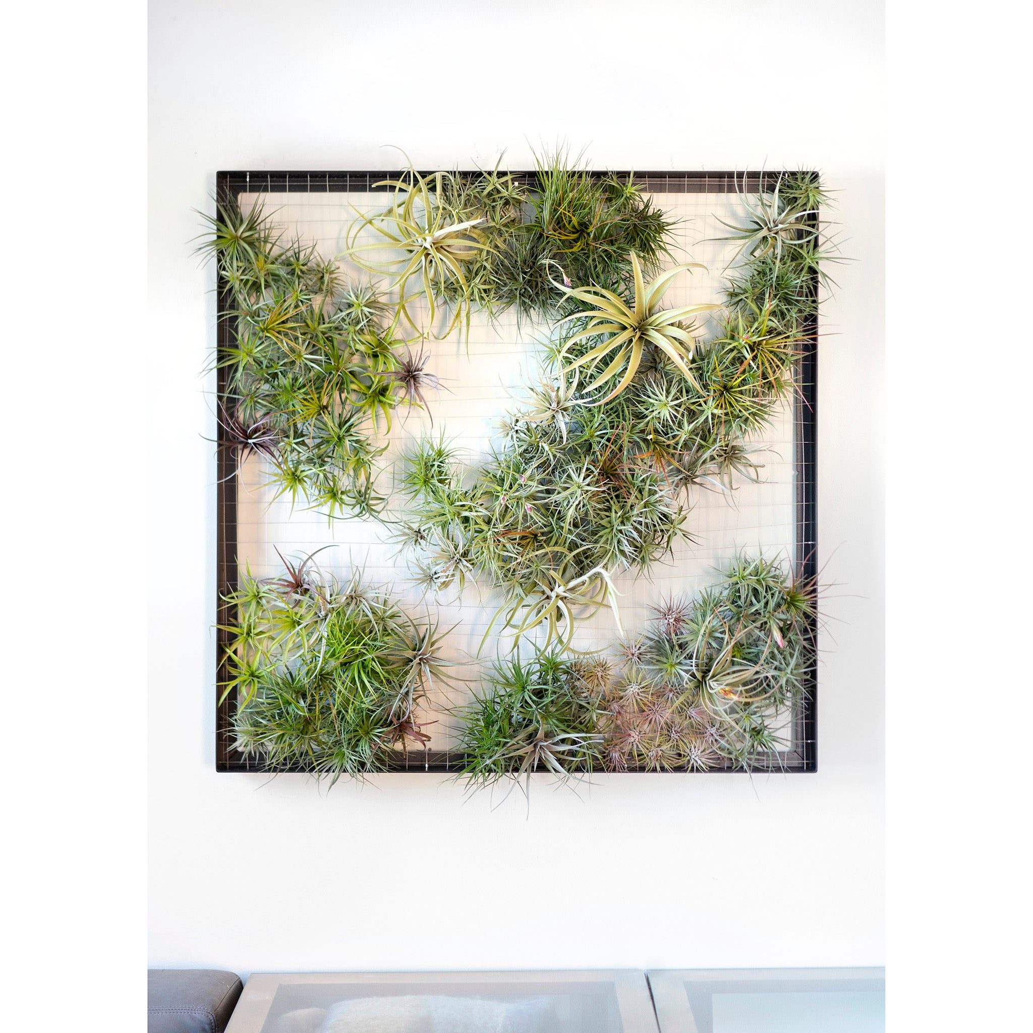 Air Plant Frame | Giant | Black