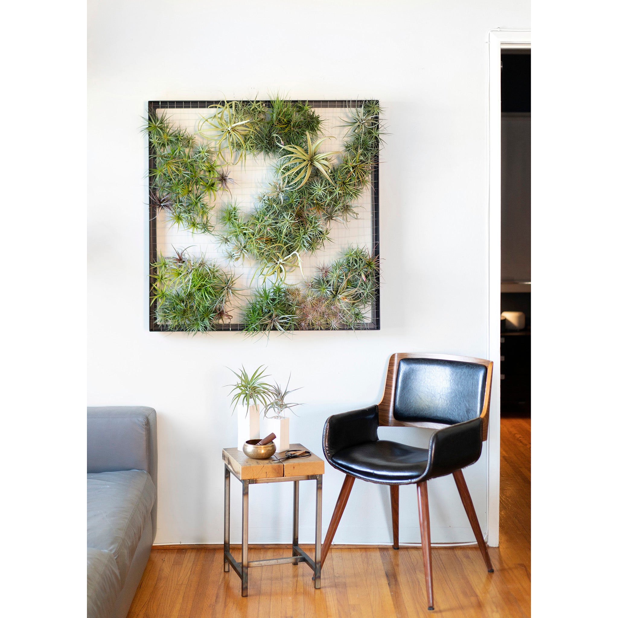 airplantman air plant frame Air Plant Frame | Giant | Black