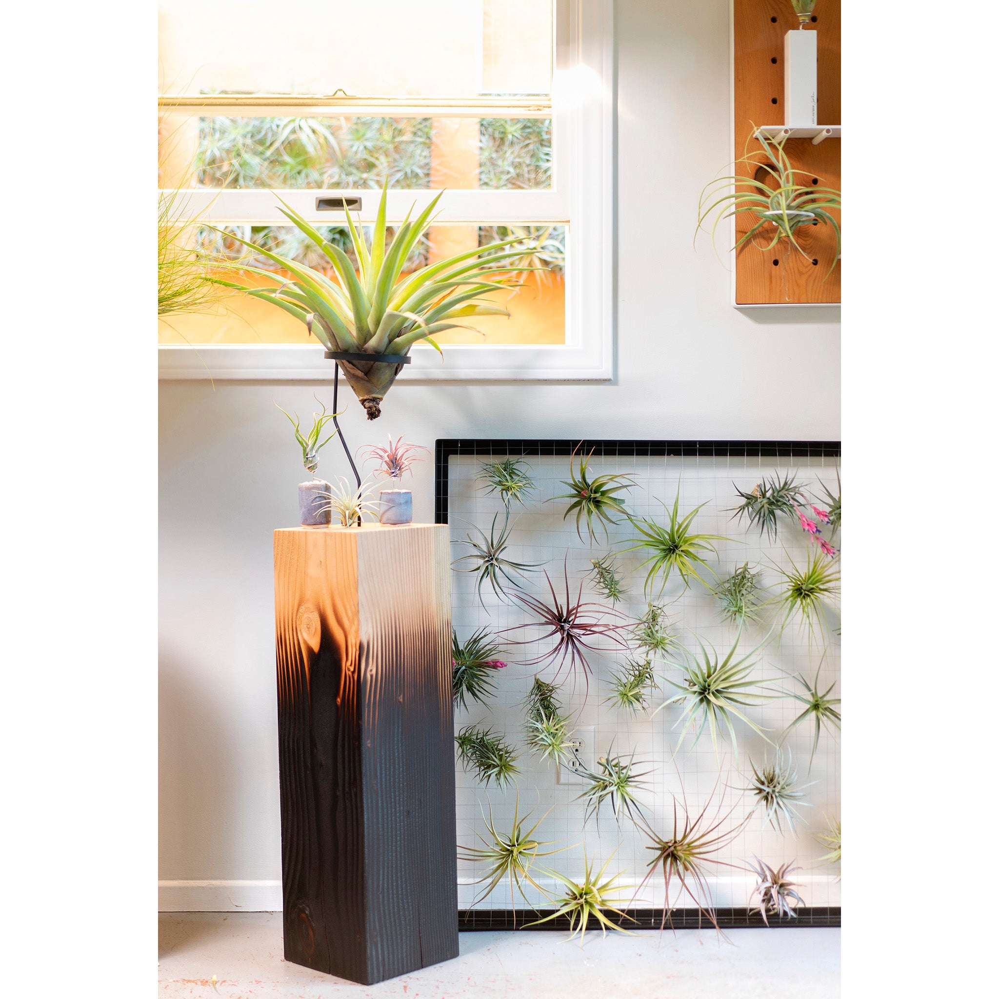 air plant wire frame Air Plant Frame | Giant | Black