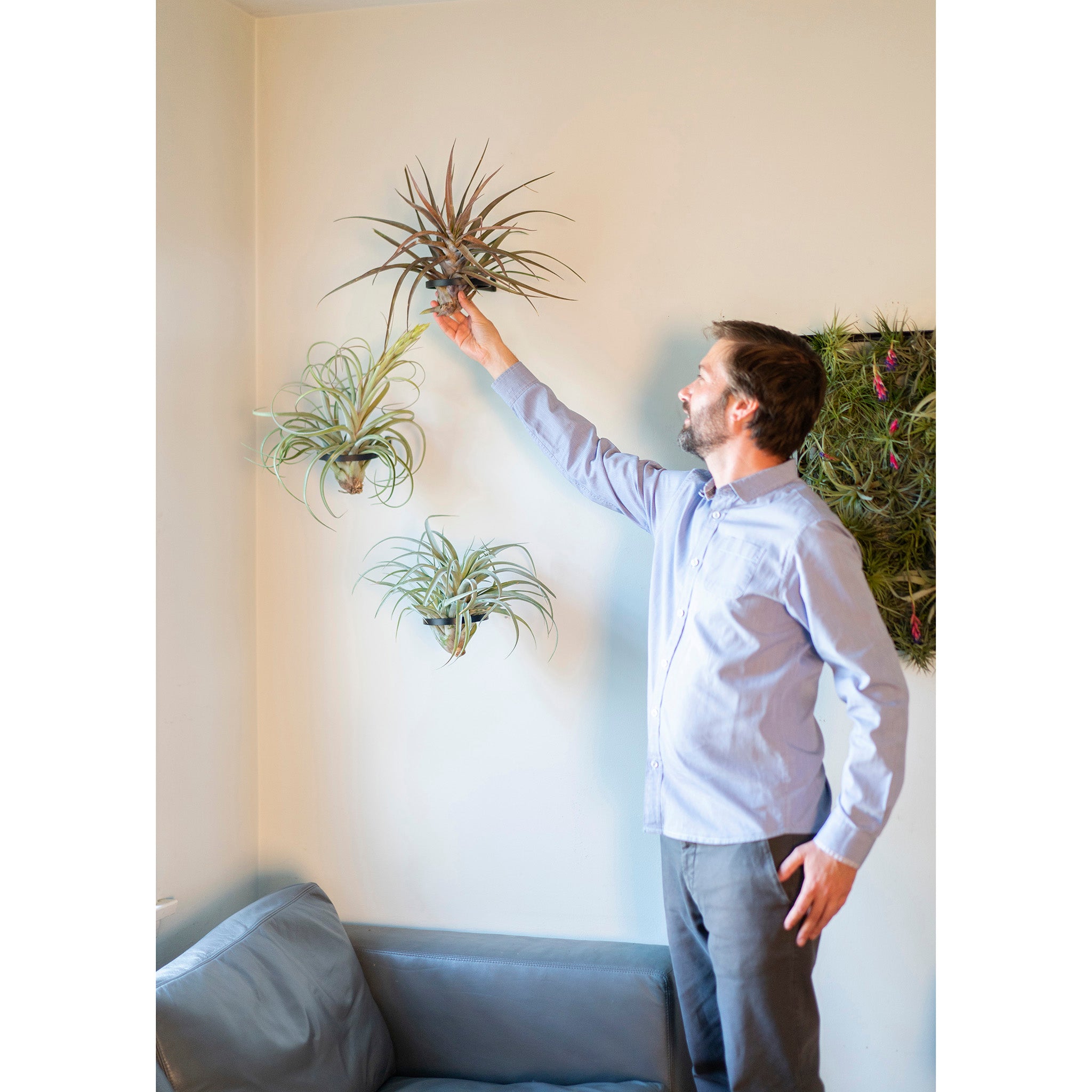 air plant wall sconce Air Plant Ring | Steel Display