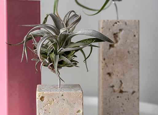 air planter holder Air Plant Holder | Wood | Small, Medium, Large Sizes