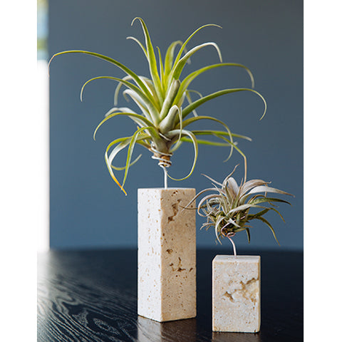 Air Plant Vessel - Stone