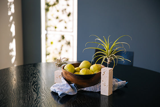 air plant stones Air Plant Holder | Wood | Small, Medium, Large Sizes