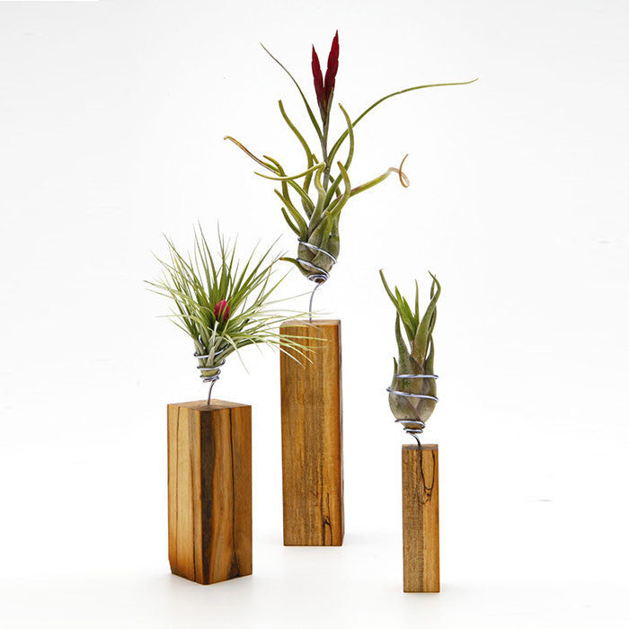 wooden air plant holders Air Plant Holder | Wood | Small, Medium, Large Sizes