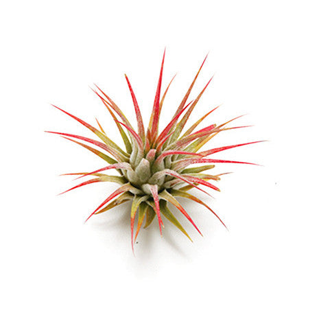 Air Plant Vessel Holder Refresh by Airplantman