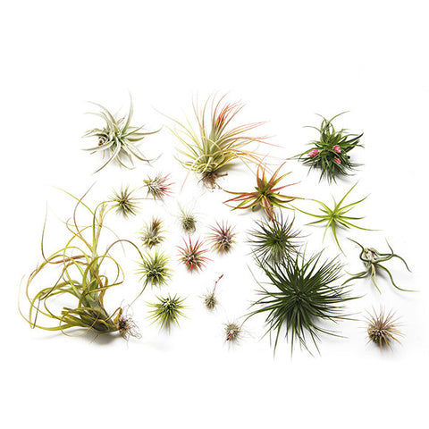 Air plant of the Month Club by Airplantman