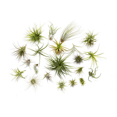 Air Plant Booster Kit