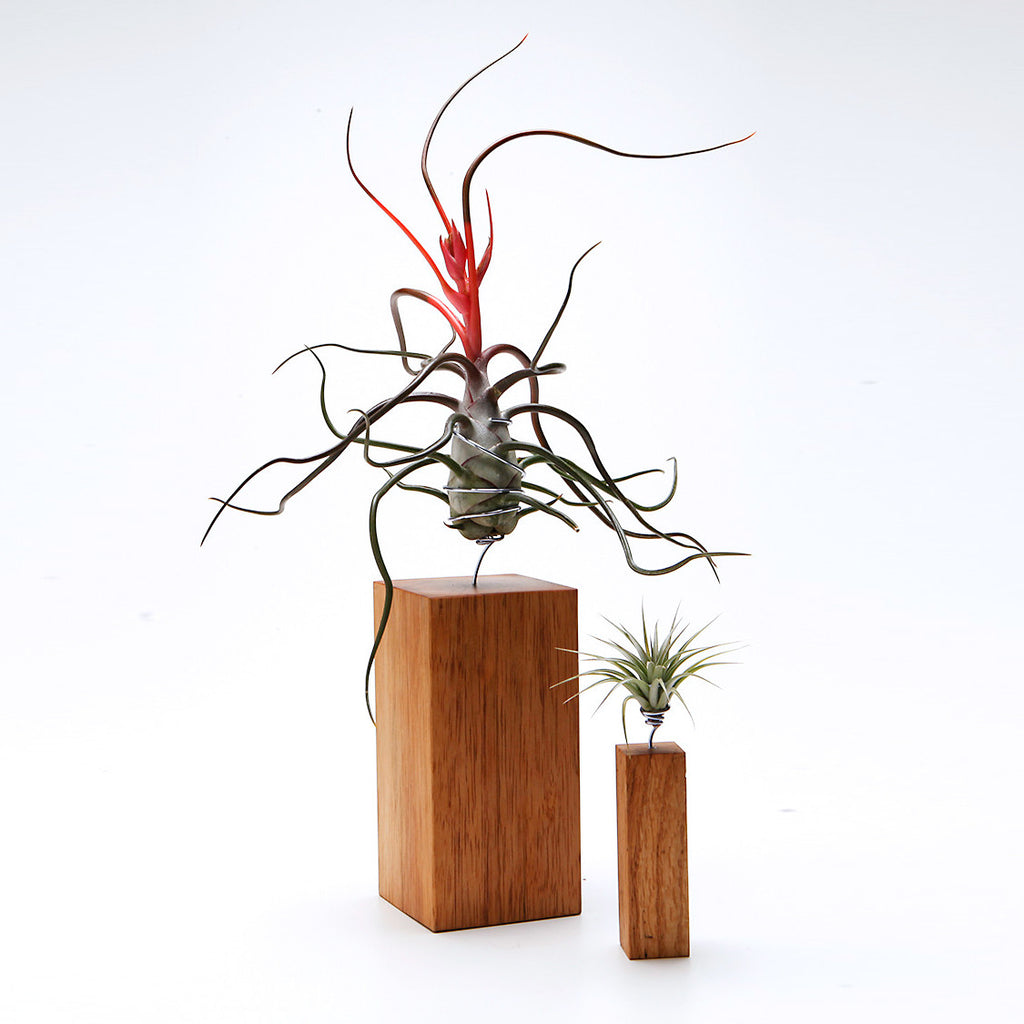 Airplant Vessel Wood