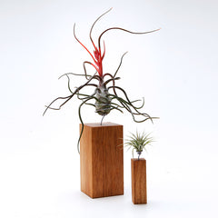 Airplant Vessel Wood